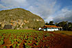 Little farm at the tobacco field with a mogote mountain