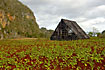 Tobacco field and tobacco drying house at the mogote mountains