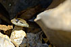 A cuban snake poping its head out from the rock crevice