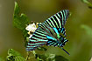 A dayflying moth, mimicing af swallowtail, sucking nectar