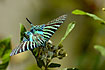 Photo ofUrania Moth (Urania boisduvalii). Photographer: 