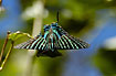 A dayflying moth, mimicing af swallowtail