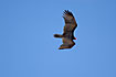 Photo ofTurkey Vulture (Cathartes aura). Photographer: 