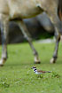 Killdeer with a horse in the background