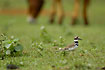 Killdeer with grazing horse in the background