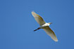 Foto af Kohejre (Bubulcus ibis). Fotograf: 