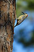 West Indian Woodpecker on pine