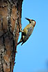 West Indian Woodpecker with food in the bill on a pine tree