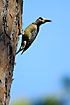 West Indian Woodpecker calling from a pine tree