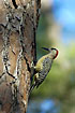 West Indian Woodpecker on pine tree