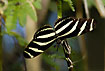 Photo ofThe Zebra (Heliconius charitonius). Photographer: 