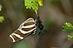 Newly hatched butterfly drying its wings on the exuvie