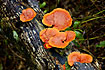 Orange fungi on log