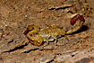 Scorpion with a stinging tail