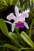 Orchid of the Cattleya genus