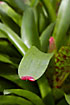 Photo ofPainted fingernail plant  (Neorgelia spectabilis). Photographer: 