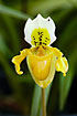 A slipper orchid of the genus Paphiopedilum