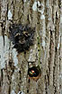 West Indian Woodpecker peeping out of the nest hole