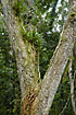 Trees with bromelia epiphytes