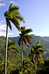 Palms swaying in the wind with the forest covered mountains in the background