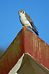 Foto af Amerikansk Trnfalk (Falco sparverius). Fotograf: 