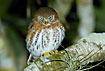 The endemic Cuban Pygmy-Owl on a nightly hunt