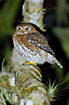 The Cuban Pymy-Owl on a nightly hunt