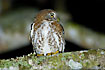 The Cuban Pymy-Owl on a nightly hunt
