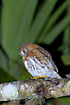 The Cuban Pymy-Owl on a nightly hunt with palm leaf