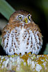 Photo ofCuban Pymy-Owl (Glaucidium siju). Photographer: 
