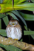 Photo ofCuban Pymy-Owl (Glaucidium siju). Photographer: 