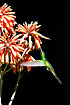 Hummingbird sucking nectar on the wing