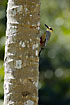 West Indian Woodpecker fouraging on a palm