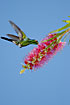 Hummingbird sucking nectar from bottlebrush plant on the wing