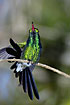 Photo ofCuban Emerald (Chlorostilbon ricordii). Photographer: 