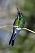 Resting hummingbird