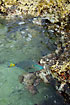 Parrotfish eating corals along the coast