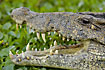 Close-up of the rare Cuban Crocodile (captive animal)