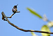 Foto af Humlebikolibri (Mellisuga helenae). Fotograf: 