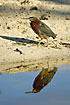 Green Heron hunting in the beach lagoon, but only sees its mirror image