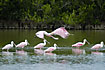 A grouo of Roseate Spoonbills on the wings