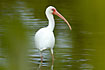 White Ibis looking at the photographer through the leaves