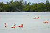 Greater Flamingos fouraging in the saltpan