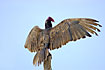 Turkey Vulture stretching the wings