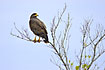 Photo ofCommon Black-Hawk (Buteogallus anthracinus). Photographer: 