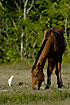 Cattle Egret finding insects disturbed by the horse
