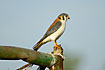 Photo ofAmerican Kestrel (Falco sparverius). Photographer: 