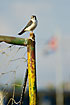 American Kestrel (white morph) on soccer goal with the cuban flag in the background
