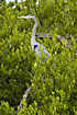 Great Blue Heron in mangrove tree