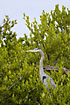 Great Blue Heron in the mangrove